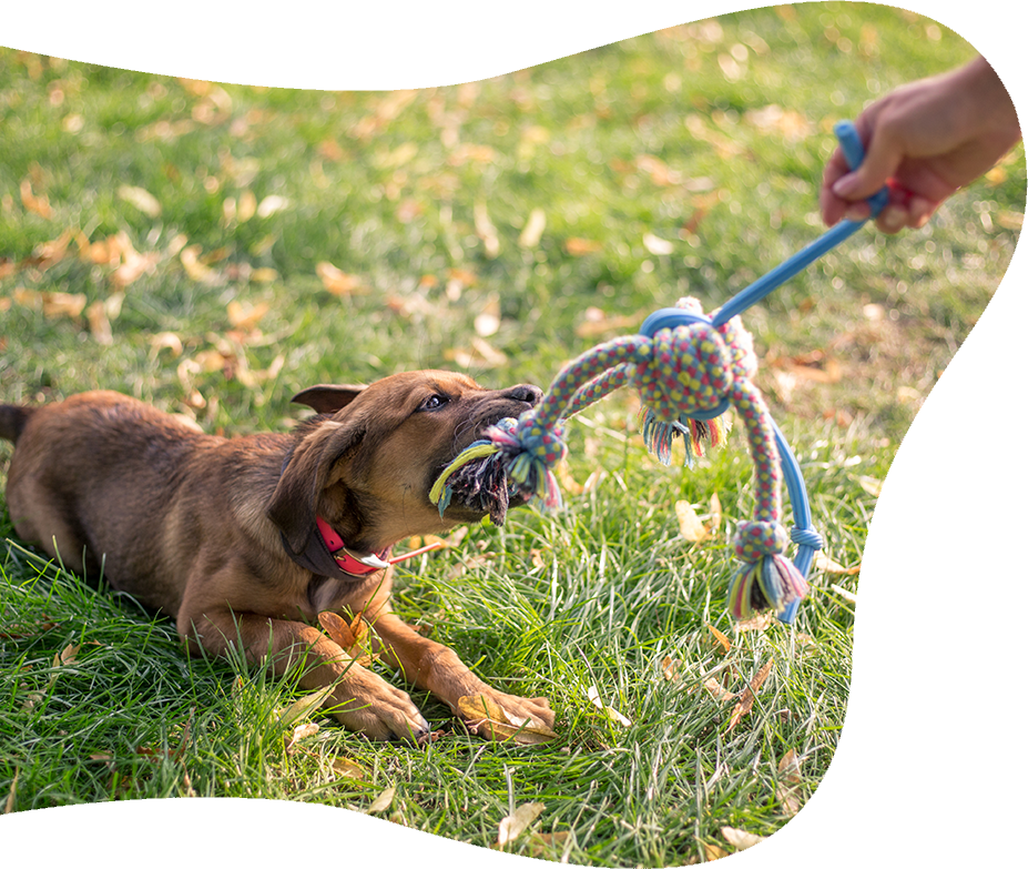 Shaoxing Best Pet Supplies Co., Ltd.